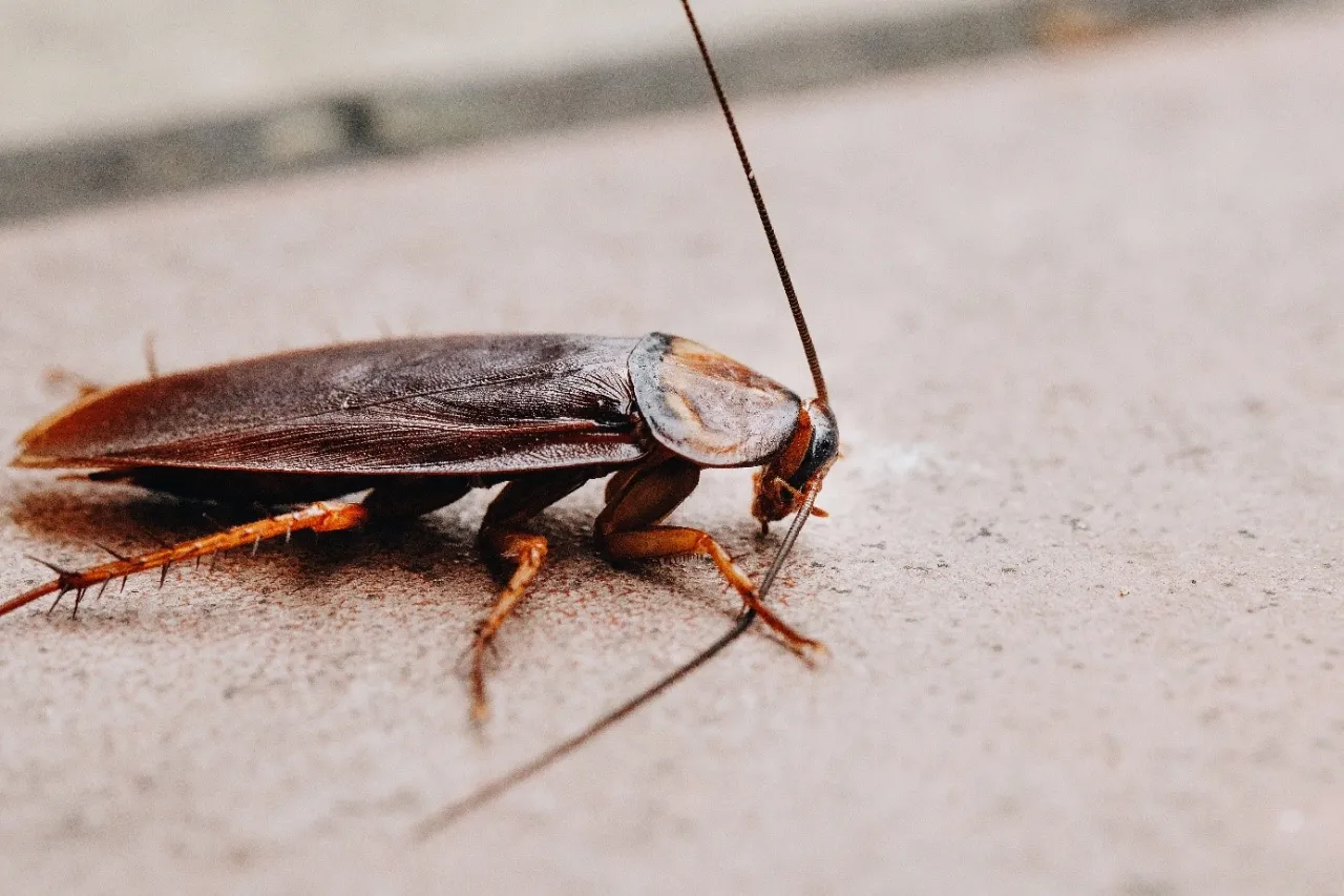 Ismerje meg csótánycsapda titkos módszerét, amellyel megszabadulhat a lakásában rejtőzködő jószágoktól egyetlen mozdulattal